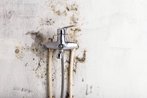 Best Certified Mold Removal  in Wrightsville, AR