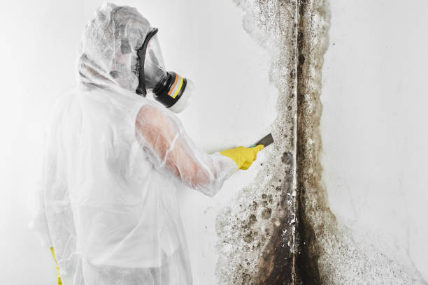 Best Crawl Space Mold Removal  in Wrightsville, AR
