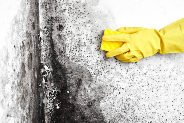 Mold Removal Process in Wrightsville, AR