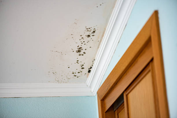 Best Fast Mold Removal  in Wrightsville, AR