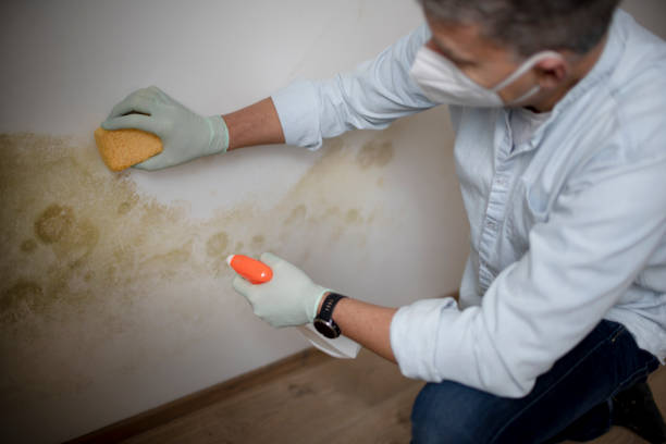 Best Mold Testing and Removal  in Wrightsville, AR