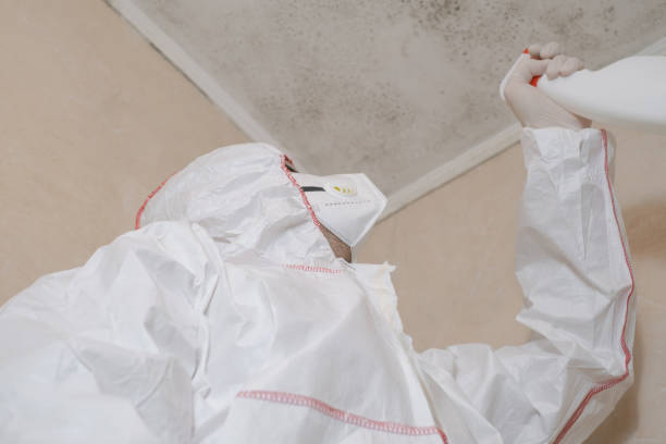 Best Black Mold Removal  in Wrightsville, AR