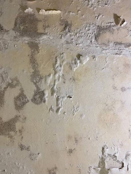 Best Toxic Mold Removal  in Wrightsville, AR