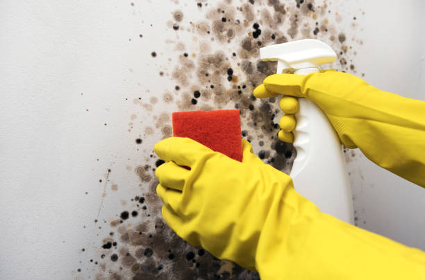 Best Mold Testing  in Wrightsville, AR
