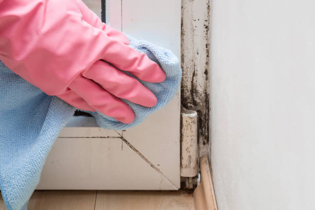 Attic Mold Removal in Wrightsville, AR
